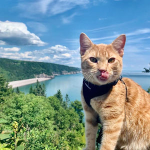 <span class=keywords><strong>Harnais</strong></span> ajustable pour chaton et chaton, gilet anti-fuite, <span class=keywords><strong>harnais</strong></span> et laisse pour la marche - Product Image 4