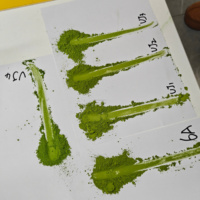 E78 Matcha biologique japonais JAS de première récolte d'Uji, saveur noix, thé vert instantané cérémonial, poudre de matcha torréfiée du Japon