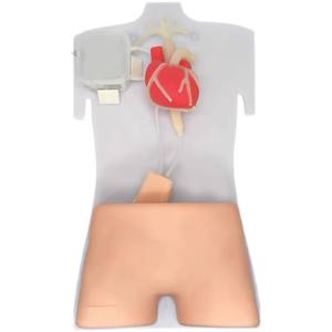 Simulador de Treinamento Médico ECMO para Treinamento de Punção de Artéria <span class=keywords><strong>Femoral</strong></span> e Veia Guiada por Ultrassom - Product Image 5