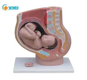 نموذج لحوض الإناث بالحجم الطبيعي نموذج تشريحي للحوض مع الحمل 9 أشهر أعضاء الجنين القابلة للإزالة للتعليم