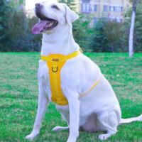 Harnais réfléchissant pour animaux de compagnie gilet de laisse de chien antidéflagrant avec sangle de poitrine laisse de collier de chien facile à enfiler