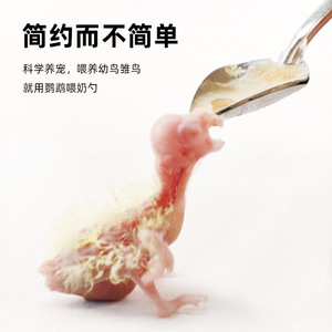 Cuillère d'alimentation pour poussins en acier inoxydable, outils d'alimentation pour perroquets, calopsittes, oiseaux bébés, mangeoires pour animaux de compagnie de forme arrondie - Product Image 2