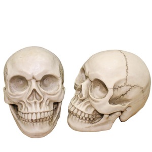 Modèle de crâne adulte réaliste en résine à l'échelle 1:1 pour Halloween, reproduction artistique médicale pour la décoration de salle d'évasion - Product Image 5