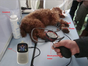 핫 세일 수의사 도플러 혈압 측정기 5 수갑과 애완 동물 수의 도플러 혈압 모니터 - Product Image 5