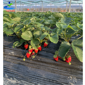 <span class=keywords><strong>Film</strong></span> per Pacciamatura in Plastica 25 Micron, <span class=keywords><strong>Film</strong></span> Perforato per Pacciamatura di Fragole e Cipolle, <span class=keywords><strong>Film</strong></span> Agricolo per Pacciamatura - Product Image 6