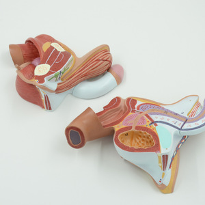 4-teiliges anatomisches Modell des männlichen Fortpflanzungssystems |   PVC Medizinisches Lehrmittel YUYUE Marke Modell XX-YXSX159 - Product Image 5