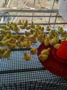 Nhà Máy Giá hai trục <span class=keywords><strong>geogrid</strong></span> nhựa <span class=keywords><strong>geogrid</strong></span> cho xây dựng đường bộ và chăn nuôi gia cầm lồng - Product Image 6