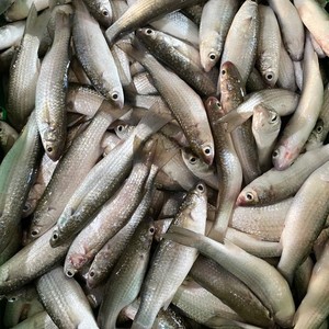 Mullet Plateado Entero Congelado, Marisco Fresco IQF, Precio Competitivo, Venta al por Mayor a Granel desde Vietnam, Nueva Exportación - Product Image 5