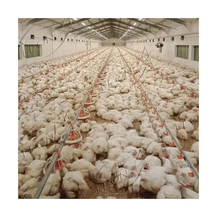 مزرعة دجاج بالجملة عالية الجودة لوازم الدواجن في الفلبين