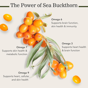 Chất lượng cao tự nhiên <span class=keywords><strong>seabuckthorn</strong></span> bột trái cây cây hắc mai biển trái cây Berry chiết xuất - Product Image 4