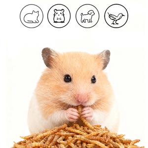 Bán Buôn Protein Cao Động Vật Thức Ăn Cho Mèo Và Cá Chăn Nuôi Trang Trại 100% Tự Nhiên Khô Vàng Mealworms - Product Image 4