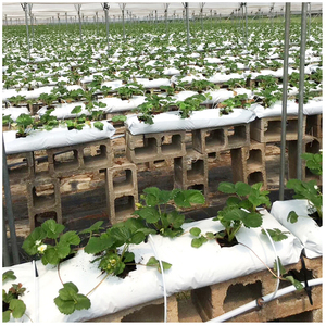 Custom Made Long Strip Planting Strips PE Material Cultivation Bags for Strawberry Soilless Planting Greenhouse Horticultur - Product Image 5