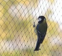 HDPE anti-vogelnetten voor gewasbescherming