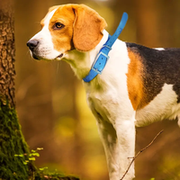 Collier de chien en TPU étanche vert citron de haute qualité avec laisse équipement GPS à motif solide personnalisé pour la chasse et les soins des animaux de compagnie