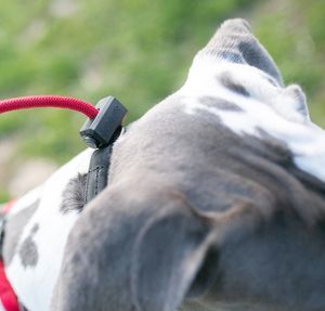 Correa de Adiestramiento Resistente, 4 Pies X 1/2 Pulgadas, Correa de Bucle Resistente, Cuerda Fuerte y Cómoda para Perros Grandes y Medianos - Product Image 3