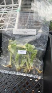 Plante de culture tissulaire de Monstera <span class=keywords><strong>Deliciosa</strong></span> blanche raraissante - 3-5 cm, cultivée en laboratoire, feuillage unique pour collectionneurs, certifiée Phyto - Product Image 4
