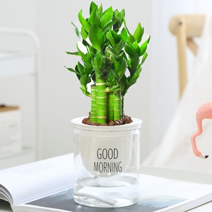 Plantes en pot de bambou Lotus Wenchang cultivées dans l'eau; Racines de plantes hydroponiques faciles d'entretien pour bureaux, verdure persistante - Product Image 2