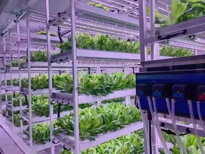 Étagère de plantation hydroponique Ferme verticale d'intérieur CEA <span class=keywords><strong>petite</strong></span> serre Table de culture Fruits verts à feuilles Légumes Usine de plantes - Product Image 3