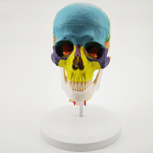 Modelo de Anatomía de Cráneo Humano Adulto Desmontable a Color, Tamaño Real, con Vértebras Cervicales y Dientes Extraíbles - Product Image 3