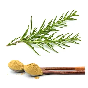 Pasokan Pabrik/Ekstrak Rosemary/Carnosic;Rosmarinic;Ursolic/Minyak Rosemary/Daun/Bubuk Ekstrak