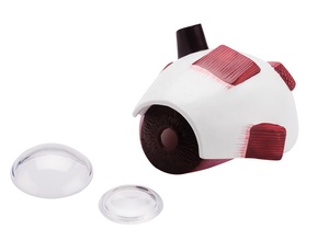 CBM-221B modèle d'oeil Humain, moitié modèle d'oeil science médicale l'éducation anatomique de globe oculaire 3X Agrandir - Product Image 3