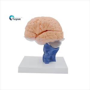 Modèle anatomique détachable en 15 parties du cerveau humain et des vertèbres cervicales - Modèle anatomique avec cérébellum pour l'enseignement de <span class=keywords><strong>la</strong></span> <span class=keywords><strong>neurosciences</strong></span> - Product Image 1