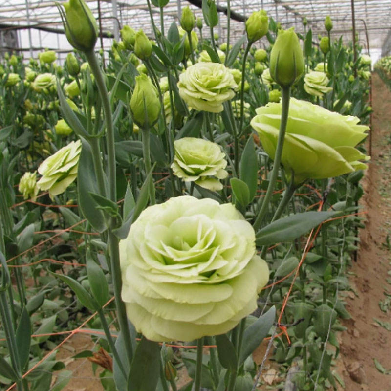 4# ลูซิต้า สีเขียวมรกต