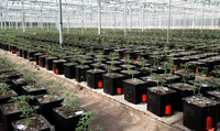 Système de culture aquaponique Tulan Dutch Bucket avec pompe, équipement d'irrigation écologique pour la culture de tomates, ABS/PVC