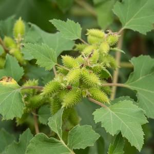 Vendita calda Private Label naturale estratto vegetale rinite sinusite unguento crema alleviare i sintomi di allergia nasale rinite unguento - Product Image 6