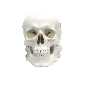 Modelo de Esqueleto Cranial con Mandíbula Móvil, Dientes Extraíbles y <span class=keywords><strong>Suturas</strong></span> Incizadas - PVC Importado - Product Image 1