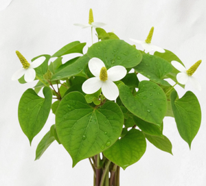 Extracto de Houttuynia Cordata TW PDRN 10 ppm, Polinucleótido Derivado de Plantas, Materia Prima Cosmética de Alta Pureza, Ingrediente Antienvejecimiento - Product Image 3