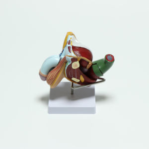 Modelo anatomico para enseñanza médica de hombre, modelo para enseñanza de Medicina, en Italia, interno y externo - Product Image 4