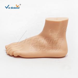 Modelo de Pie Normal, Modelos Anatómicos para Enseñanza Médica, Modelos Científicos Educativos, Órganos del Cuerpo Humano - Product Image 5