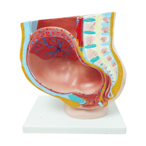 Anatomie populaire enseignement médical organes génitaux anatomiques en plastique 4 pièces grossesse humaine 3e mois modèle de Section du bassin féminin - Product Image 4