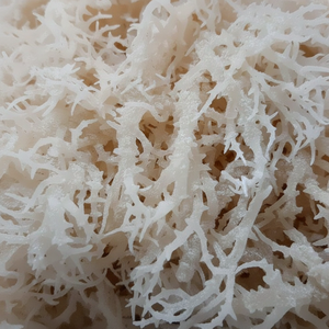 Musgo Marino Seco de Vietnam |   RONG SUN |   Musgo Marino 100% Natural y Orgánico - Calidad Premium de Exportación - Product Image 1