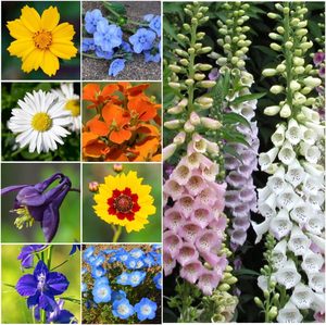Lot de 14 sachets de fleurs sauvages pour le jardin, kit de mélange de plantes annuelles, types de plantes vivaces, tolérants à l'ombre pour les truies partielles de fleurs pour la plantation. - Product Image 6