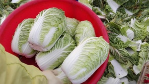 Fábrica China Suministra Verduras Frescas, Repollo Redondo Fresco, Precio de Repollo Chino en Venta - Product Image 5