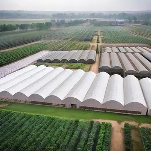 Gran Invernadero Multispan para Agricultura a Bajo Costo