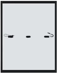 Panneau solaire LUXNERI LNVB 420-440M entièrement noir 420W 425W 430W 435W 440W Technologie Mono Perc Haute puissance de sortie - Product Image 3