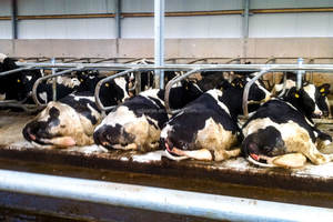 Vee Boerderij Apparatuur Koe Schuur Bed Afscheiders - Product Image 6