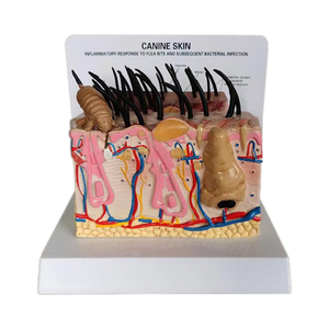 Perro <span class=keywords><strong>De</strong></span> ciencia médica, riñón saludable, riñón patológico, modelo <span class=keywords><strong>de</strong></span> <span class=keywords><strong>anatomía</strong></span>, estudio veterinario canino - Product Image 4