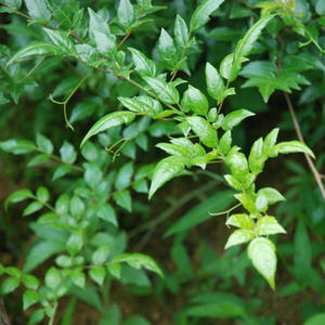 Melhor Extrato de Chá de Videira 100% Puro em Pó, Extrato Herbal Dihydromyricetin (<span class=keywords><strong>Dhm</strong></span>) Grau Alimentício em Embalagem de Tambor/Garrafa - Product Image 2