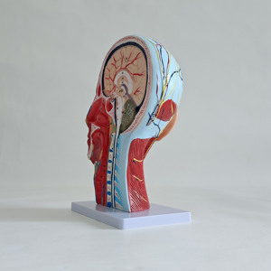 Modèle de mannequin visage et cou avec muscles, nerfs et vaisseaux superficiels - Product Image 4