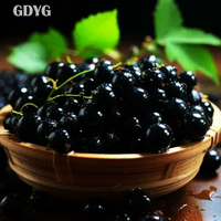 Exportkwaliteit diepvriesfruit zonder toevoegingen OEM Private Label stabiele volle containerlevering/premium IQF diepvries zwarte bessen