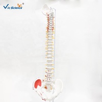 Modelo Anatómico de Columna Vertebral y Pelvis con Músculos de Colores, para Entrenamiento de Fisioterapia, con Certificaciones CE/ISO/ROHS/CNAS