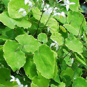 Hojas de Epimedium 500g/Bolsa a Granel, Hierba Seca para la Salud Renal Masculina, Horny Goat Weed Yin Yang Huo, Bolsitas de Té/Paquetes OEM, Hierbas y <span class=keywords><strong>Especias</strong></span> Individuales - Product Image 4