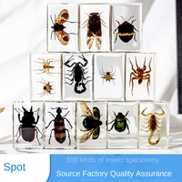 Insectes Animaux 100 Types Différents de Coléoptères Araignées Scorpions Artisanat en Résine Ornements Éducatifs pour Enfants