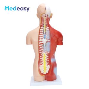 Modèle anatomique de torse <span class=keywords><strong>humain</strong></span> sans sexe de 42 cm/18 parties - Product Image 4