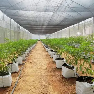 Tomato vegetable green house agriculture plants growing pe film single-span arch greenhouse