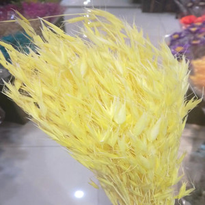 L06528 naturel réel séché avoine herbe naturel <span class=keywords><strong>lin</strong></span> doré gousses fleurs sec blé Grains Avena avoine séché Avena avoine - Product Image 5